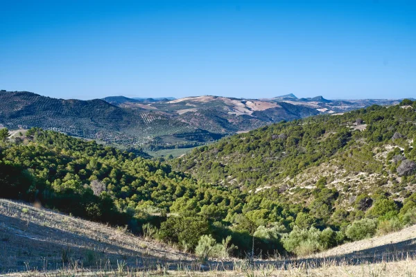 CORBONES Y PINAREJO 1 CORBONES Y PINAREJO 1