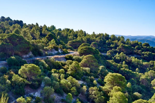 CORBONES Y PINAREJO 2 CORBONES Y PINAREJO 2