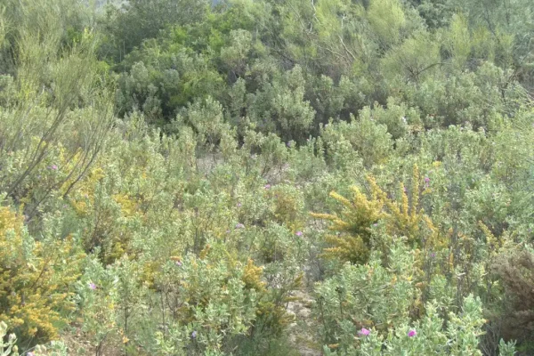 Gomera-Sierra Pérez Gomera-Sierra Pérez