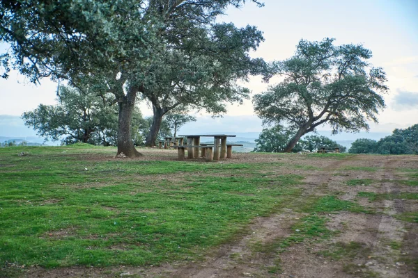 VIÑAS Y GOMERA 11 VIÑAS Y GOMERA 11