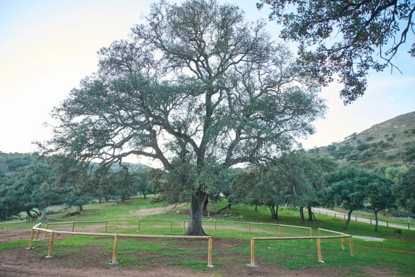 VIÑAS Y GOMERA 15 VIÑAS Y GOMERA 15