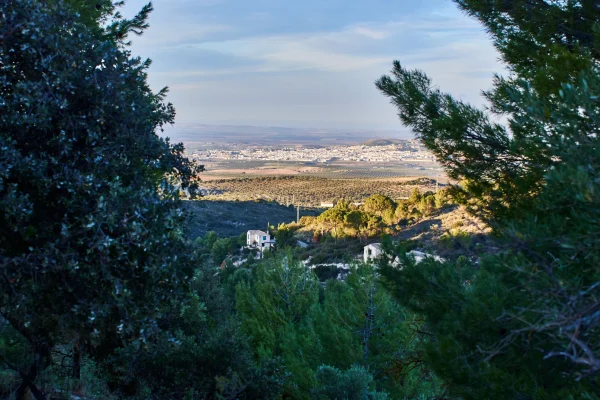 VIÑAS Y GOMERA 2 VIÑAS Y GOMERA 2