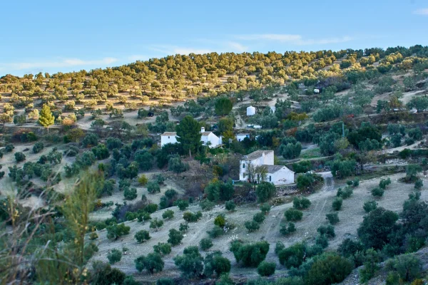 VIÑAS Y GOMERA 7 VIÑAS Y GOMERA 7