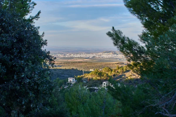 VIÑAS Y GOMERA 9 VIÑAS Y GOMERA 9