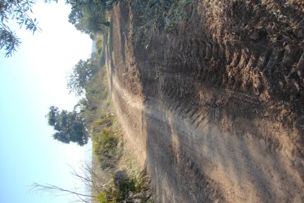 ipora los naranjos 8 ipora los naranjos 8