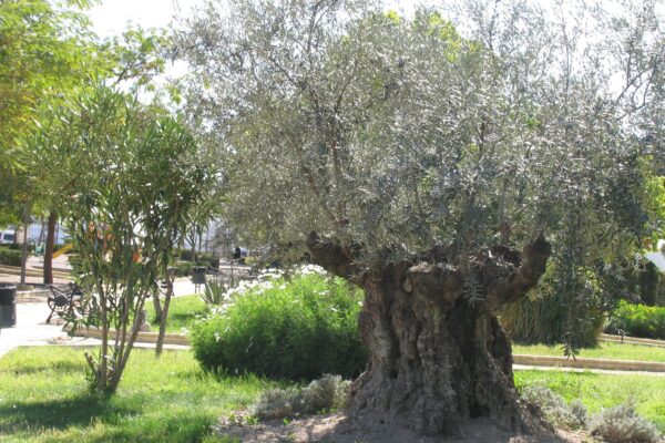 OLIVO PARQUE SAN ARCADIO